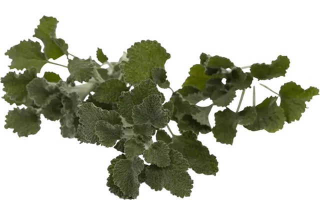 Armoise 40g pièce